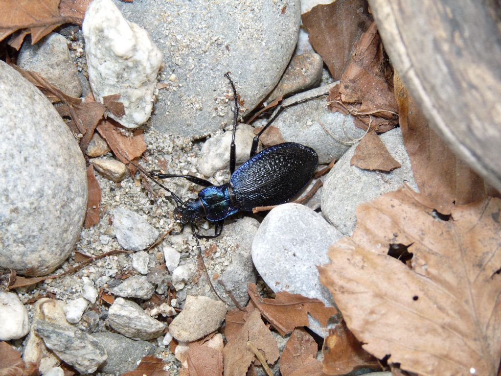 Carabus (Chaetocarabus) intricatus